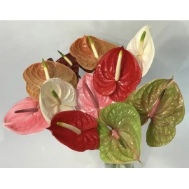 Микс из 9 антуриумов