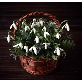 Милейшие первоцветы