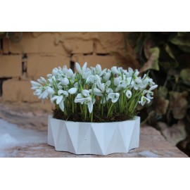 51 первоцвет  в бетонном кашпо