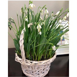 51 подснежник в корзине 