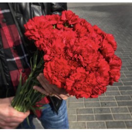 Красная гвоздика поштучно от 25 штук 