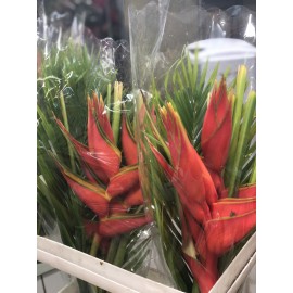 Геликония поштучно от 5 штук 