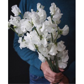 Белый Душистый горошек поштучно от 19 штук 