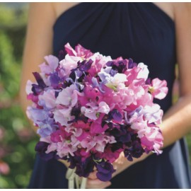 51 латирус микс