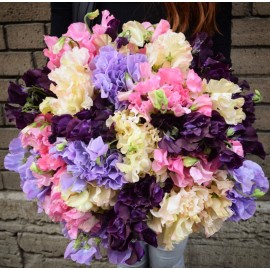 75 веток душистого горошка 