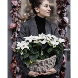 Белая пуансеттия в корзине 