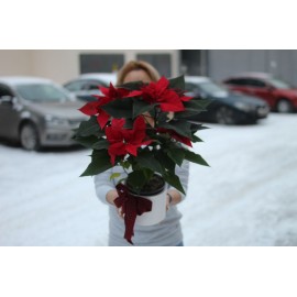 Новогодняя пуансетия