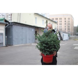 Голубая ель высота 70 см.