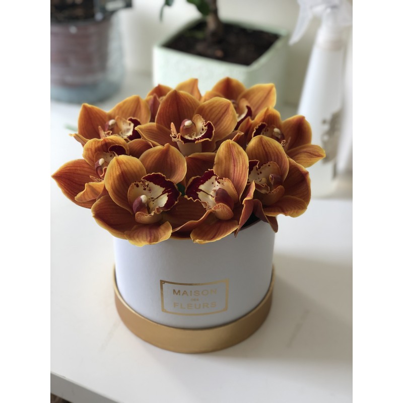 Orchidbox 