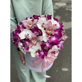 Орхидея микс в коробке 