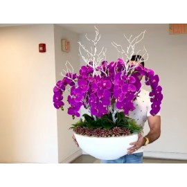 Дикие орхидеи 