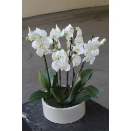White orchids garden