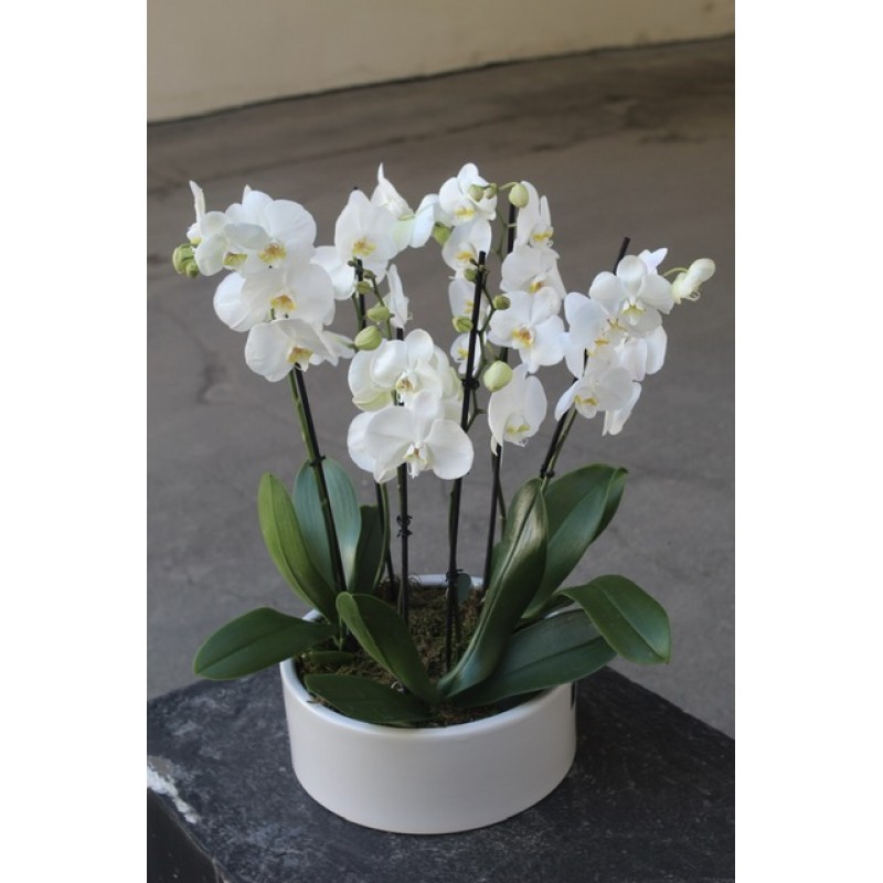 White orchids garden