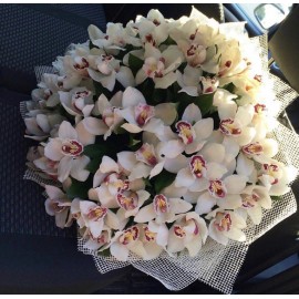 51 белая орхидея 