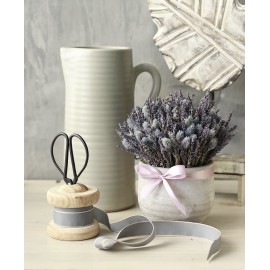 Утренний аромат лаванды