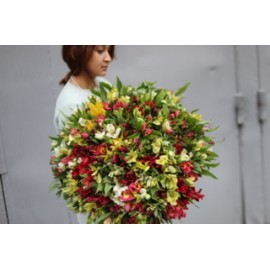 101 альстромерия