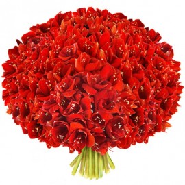 101 амариллис