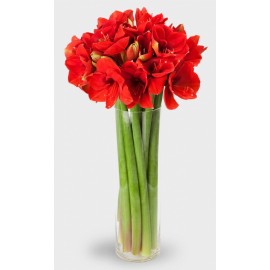 15 амариллисов в вазе