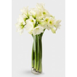 9 белых амариллисов в вазе