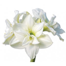Белые амариллисы поштучно