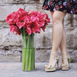 Амариллисы у твоих ног!