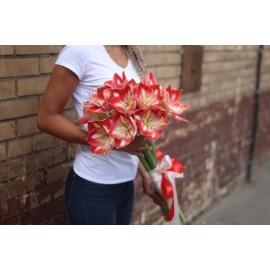 5 амариллисов сорт Минерва