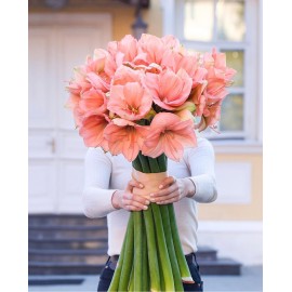 15 розовых амариллисов 