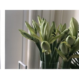 Амариллисы белые Монт блан поштучно 