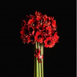 25 красных амариллисов сорта Феррари 