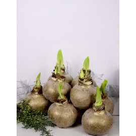 Луковица амариллиса «bronze” / 1 шт