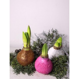 Луковицы амариллиса в воске «блестящий микс» от 3 шт.