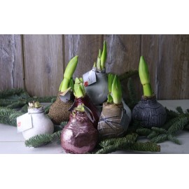 Амариллисы в воске микс от 3 шт.