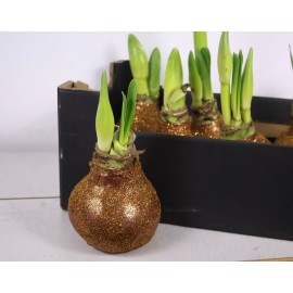 Луковица амариллиса в воске «gold”