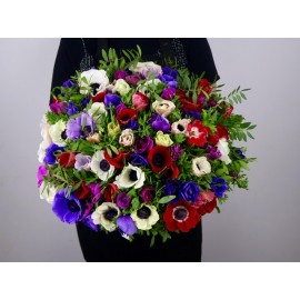 101 анемон микс