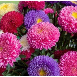 Астры поштучно от 19 штук