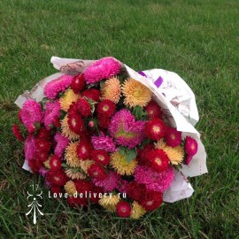 Любимые астры