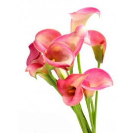 Розовые каллы поштучно от 9 штук