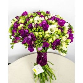 Бело-фиолетовые фрезии