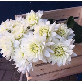 Белые георгины