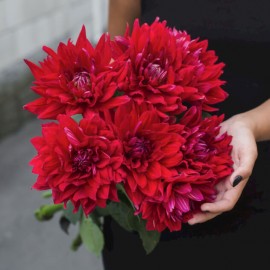 9 красных георгин