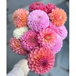 Георгины микс от 15 штук 