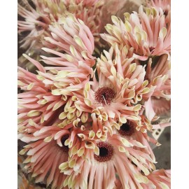 Необычные герберы