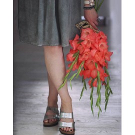 Огненные Гладиолусы 