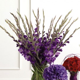 35 фиолетовых гладиолусов в вазе