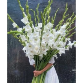 Белые гладиолусы 