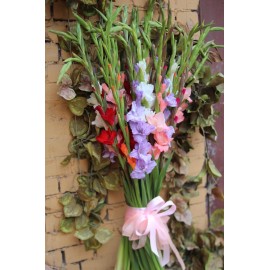 25 гладиолусов микс