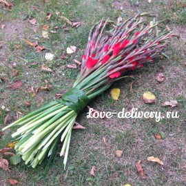 Леди ин Ред