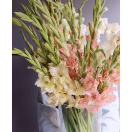 Гладиолусовый фреш