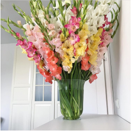 75 гладиолусов в вазе