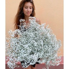 Белая гипсофила 